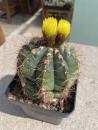 Notocactus ottonis